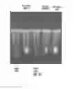 Fig. 38 - Methods and devices related to toehold-based strand displacement with loop-mediated isothermal amplification