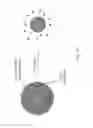 Fig. 15 - Nano-plasmonic molecular probes and methods of use