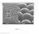 Fig. 18 - Nano-plasmonic molecular probes and methods of use