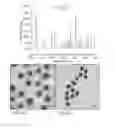 Fig. 25 - Nano-plasmonic molecular probes and methods of use