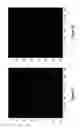 Fig. 33 - Assays for single molecule detection and use thereof