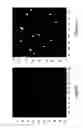Fig. 35 - Assays for single molecule detection and use thereof
