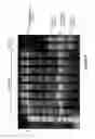 Fig. 42 - Assays for single molecule detection and use thereof