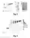 Fig. 05 - Enzyme-pore constructs