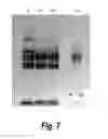 Fig. 06 - Enzyme-pore constructs