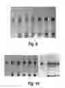 Fig. 08 - Enzyme-pore constructs