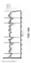 Fig. 24 - Efficient deep sequencing and rapid genomic speciation of RNA viruses (vRNAseq)