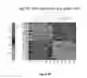 Fig. 42 - METHODS OF DIAGNOSING AND TREATING CHRONIC PAIN