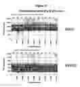 Fig. 35 - Analysis of nucleic acids