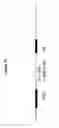 Fig. 45 - Analysis of nucleic acids