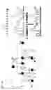 Fig. 04 - Molecular targets for ALS and related disorders