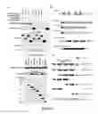 Fig. 07 - Compositions and methods for diagnosis and treatment of epilepsy
