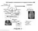 Fig. 08 - Compositions and methods for diagnosis and treatment of epilepsy
