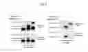 Fig. 05 - Method for detecting T-cell lymphoma