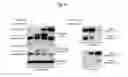 Fig. 06 - Method for detecting T-cell lymphoma