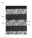Fig. 09 - WARP KNITTING FABRIC EXPRESSING DESIGN PATTERN OF JACQUARD TEXTURE ON GROUND ORGANIZATION