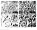 Fig. 01 - Basecoat and associated paperboard structure