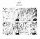 Fig. 03 - Basecoat and associated paperboard structure