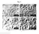 Fig. 04 - Basecoat and associated paperboard structure