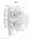 Fig. 02 - Valve timing control apparatus for internal combustion engine