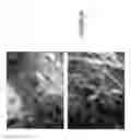 Fig. 03 - System and method for controlling depth of imaging in tissues using fluorescence microscopy under ultraviolet excitation following staining with fluorescing agents