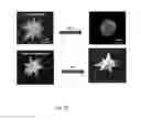 Fig. 10 - Coated mesoflowers for molecular detection and smart barcode materials