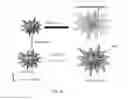 Fig. 11 - Coated mesoflowers for molecular detection and smart barcode materials