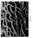 Fig. 12 - INTERCONNECTED CORRUGATED CARBON-BASED NETWORK
