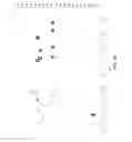 Fig. 22 - Fluorescence detection of cysteine and homocysteine