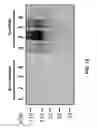 Fig. 19 - Detection of Misfolded Proteins