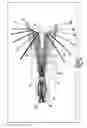 Fig. 20 - COMPACT PANORAMIC CAMERA:  OPTICAL SYSTEM, APPARATUS, IMAGE FORMING METHOD