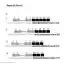 Fig. 43 - FUSION TRANSCRIPT DETECTION METHODS AND FUSION TRANSCRIPTS IDENTIFIED THEREBY