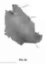 Fig. 05 - Styling of computer graphics hair through volumetric flow dynamics