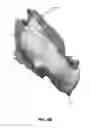 Fig. 07 - Styling of computer graphics hair through volumetric flow dynamics
