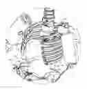 Fig. 01 - INTERNAL ORGAN ASSEMBLY FOR CRASH TEST DUMMY