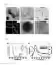 Fig. 02 - Method for fabricating a high efficiency bio-photovoltaic cells by using plasmonic silver nanoparticles and natural extracted graminoids