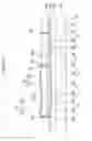 Fig. 15 - Organic light emitting diode display device with reduced manufacturing cost