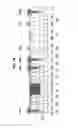 Fig. 35 - Semiconductor device and method of manufacturing the same