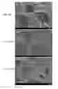 Fig. 02 - Carbon Paper With Conducting Polymers And Polyols For Fuel Cell And Preparation Method Thereof