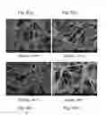 Fig. 07 - Carbon Paper With Conducting Polymers And Polyols For Fuel Cell And Preparation Method Thereof