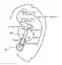 Fig. 01 - Acoustic device