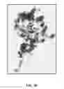 Fig. 07 - ANTIMICROBIAL COMPOSITIONS AND METHODS