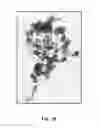 Fig. 07 - Compositions and methods for treating plant diseases