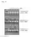 Fig. 07 - Decontamination solution and its use for denaturation, modification, degradation, solubilisation and removal of proteins, nucleic acid molecules and microorganisms