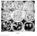 Fig. 24 - Compositions and methods to selectively control invasive species