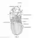 Fig. 05 - Multifunction baby carrier, portable swing and exercise device