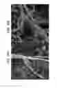 Fig. 17 - METHOD OF PHOTOACOUSTIC MICROSCOPY WITH LATERAL RESOLUTION OF MICROVASCULATURE