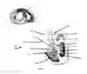 Fig. 08 - Septal occlusion devices and methods