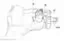 Fig. 01 - Method for forming non-circular cartilage grafts