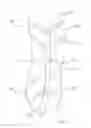 Fig. 03 - ORTHOTIC FOOT SUPPORT